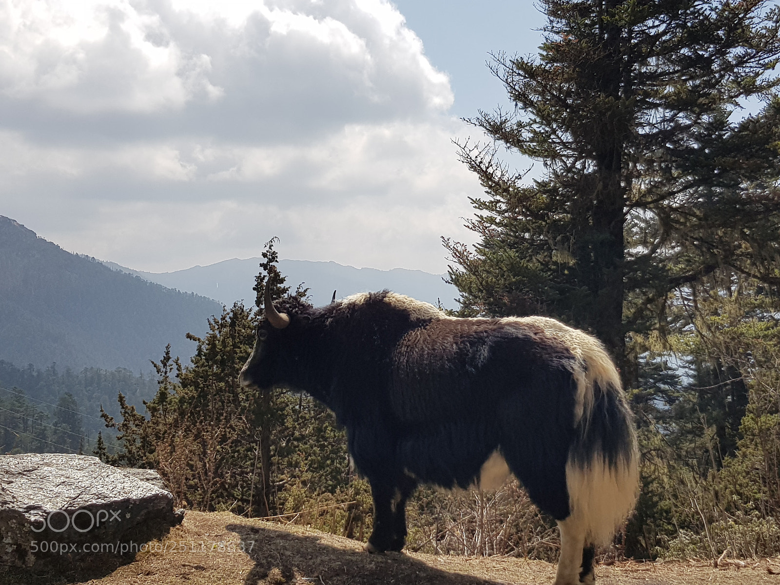 Samsung Galaxy S8 sample photo. Yak on mountain pass photography