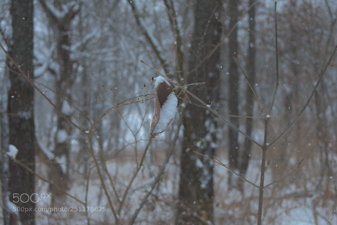 Nikon D3400 sample photo. Untitled photography