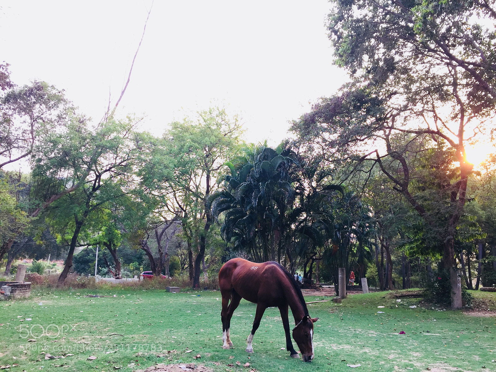 Apple iPhone 6 sample photo. Untitled photography