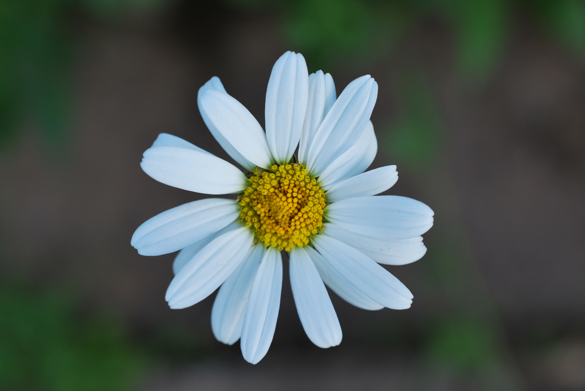 Nikon AF-S DX Micro Nikkor 40mm F2.8 sample photo. Flower photography