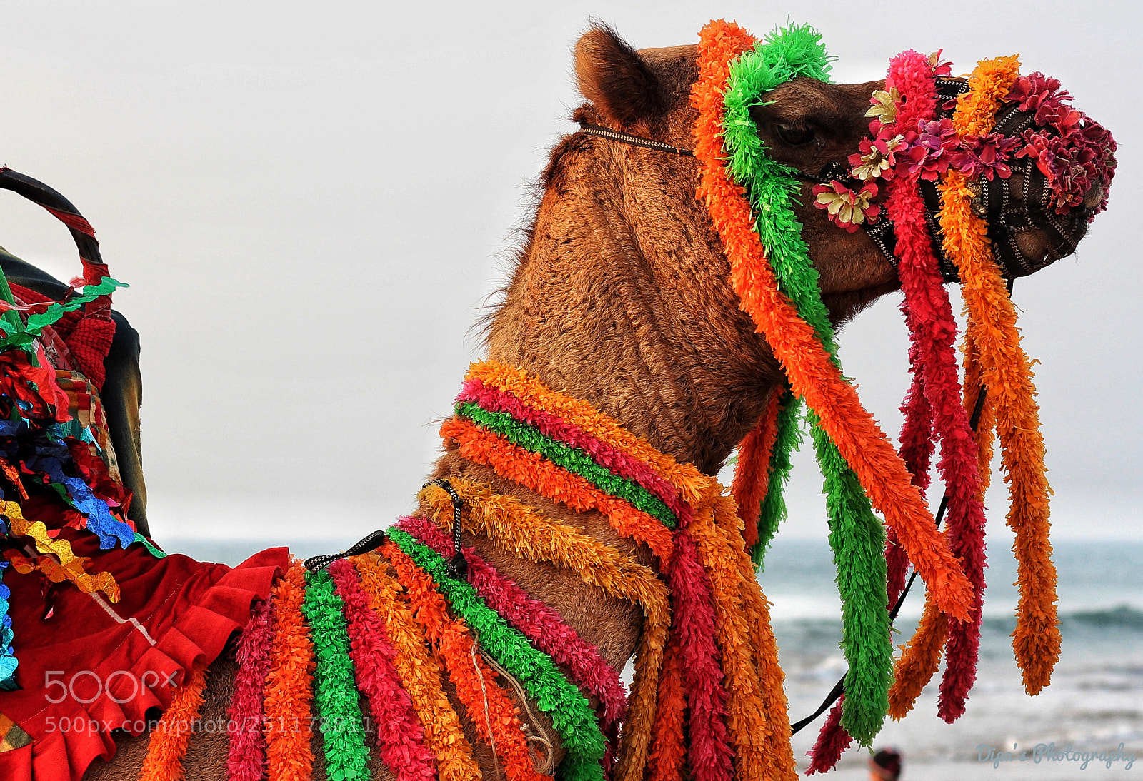 Canon EOS 700D (EOS Rebel T5i / EOS Kiss X7i) sample photo. Camel photography