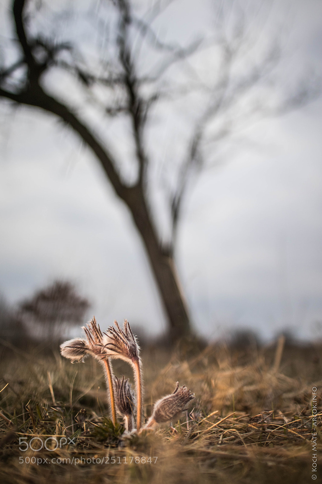 Canon EOS M5 sample photo. Pulsatilla pratensis and a photography