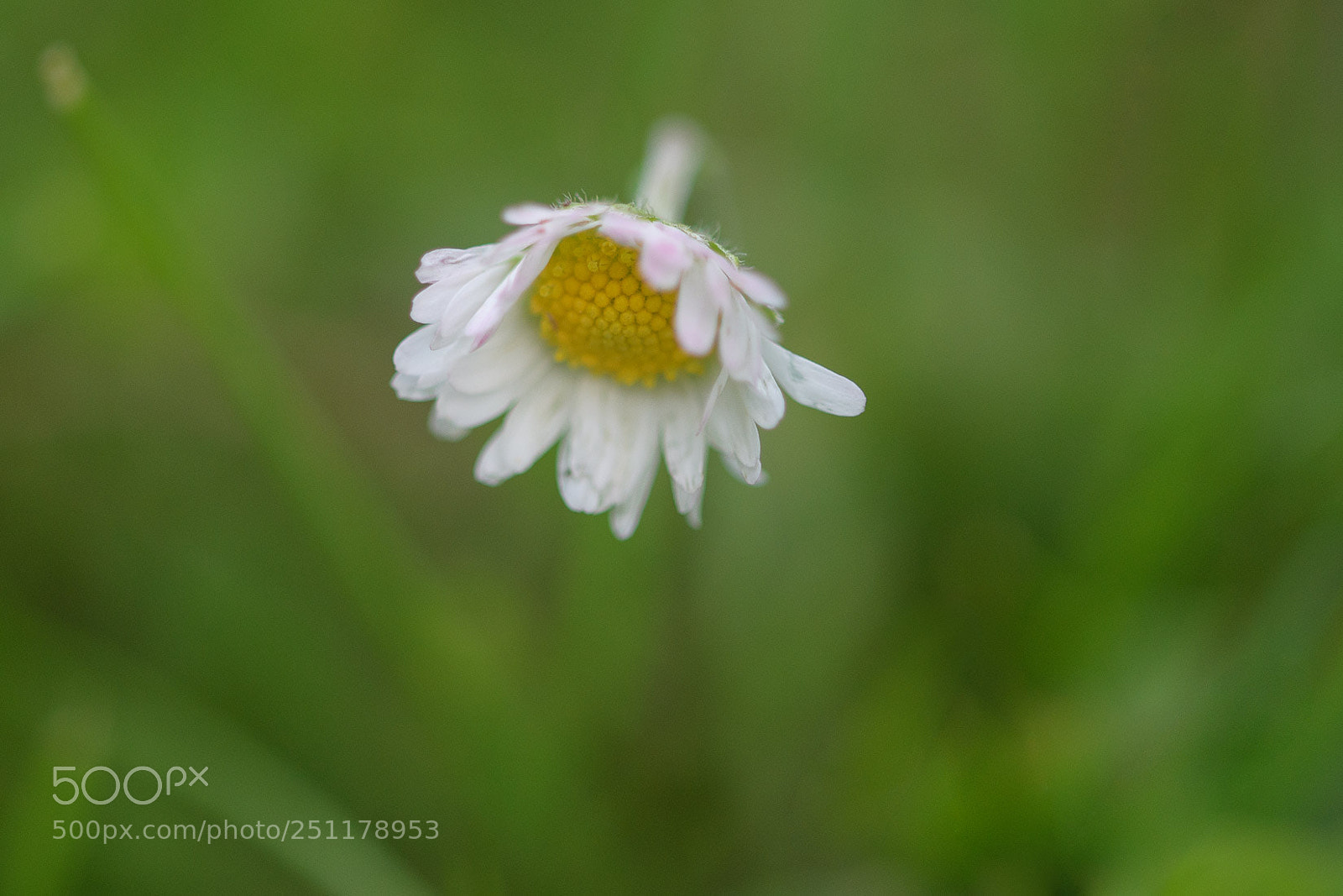 Nikon D500 sample photo. Daisy photography
