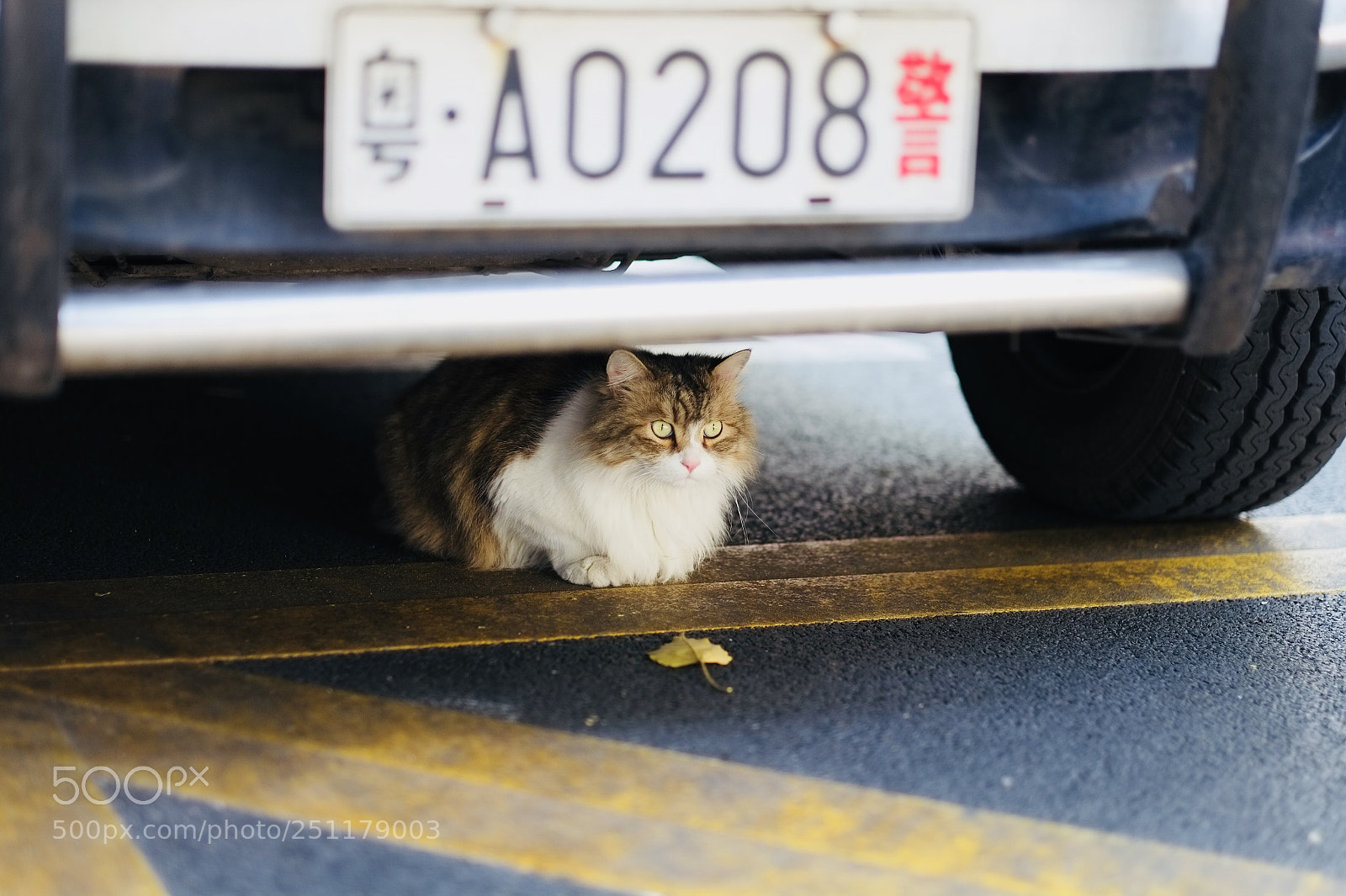 Fujifilm X-Pro1 sample photo. Untitled photography