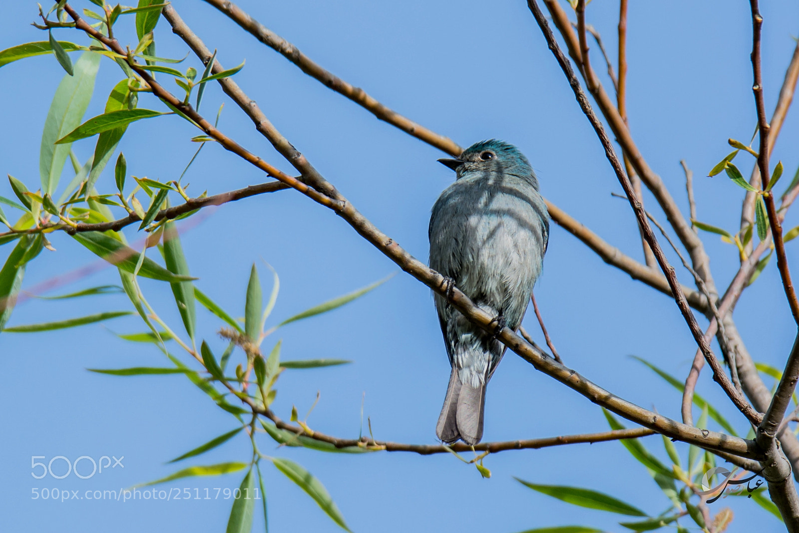 Nikon D7100 sample photo. Verditer flycatcher (female) photography
