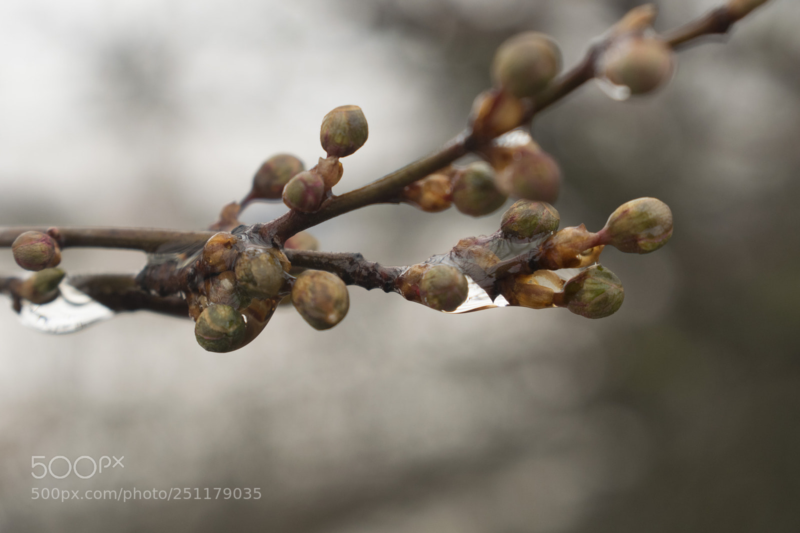 Nikon D3300 sample photo. The springtime tree photography