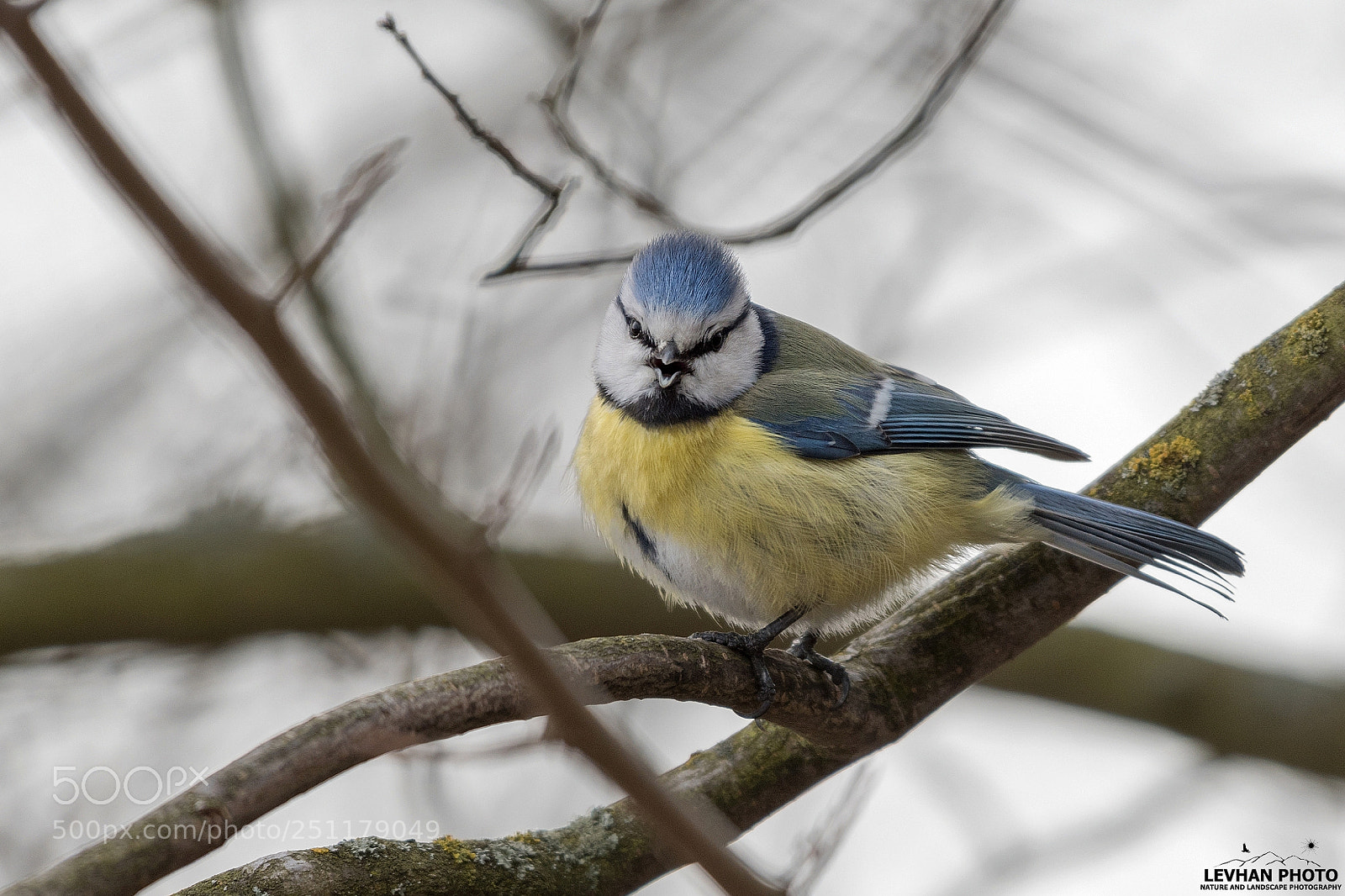 Nikon D500 sample photo. Titmouse photography