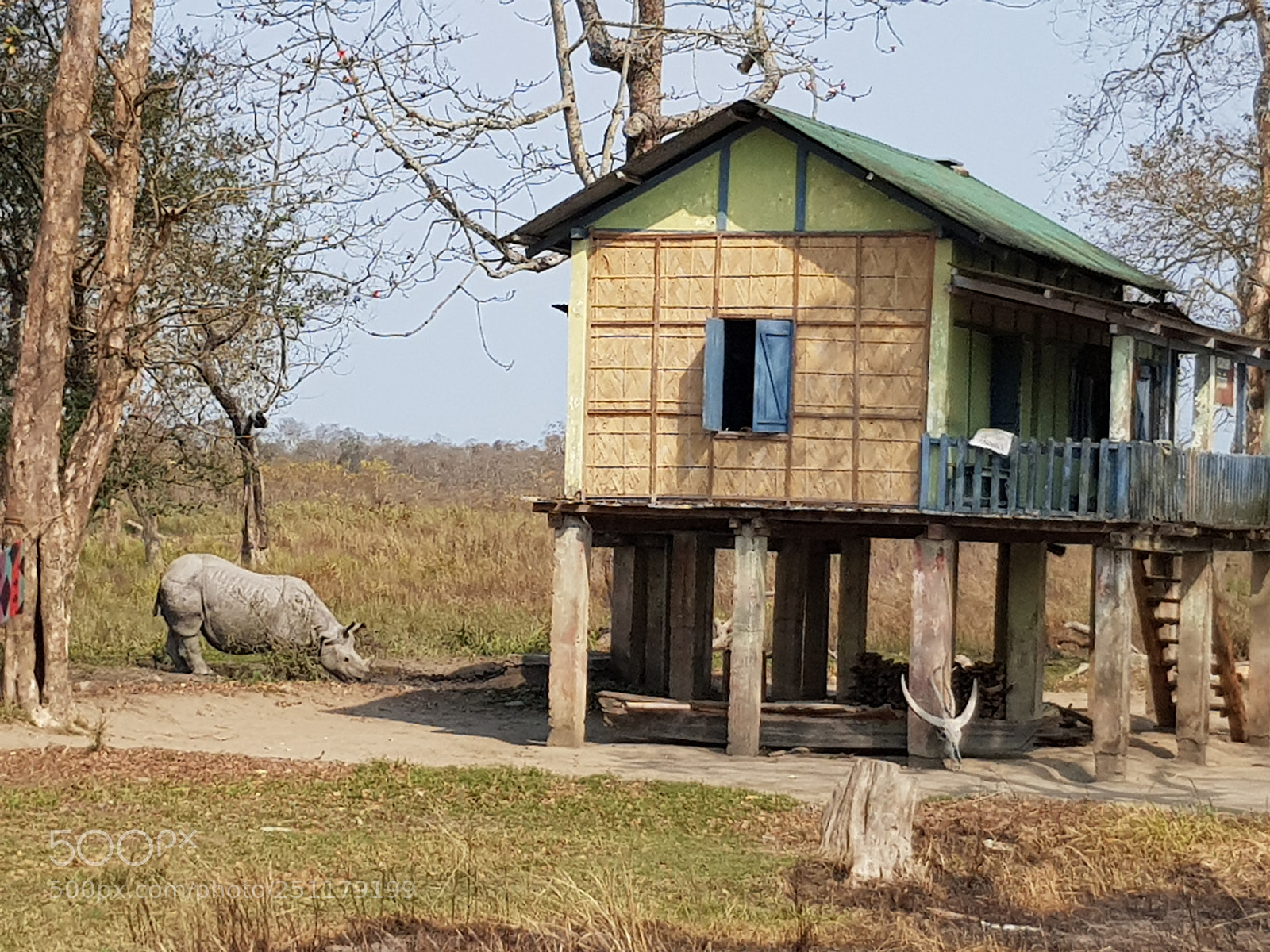 Samsung Galaxy S8 sample photo. Rhino making a house photography