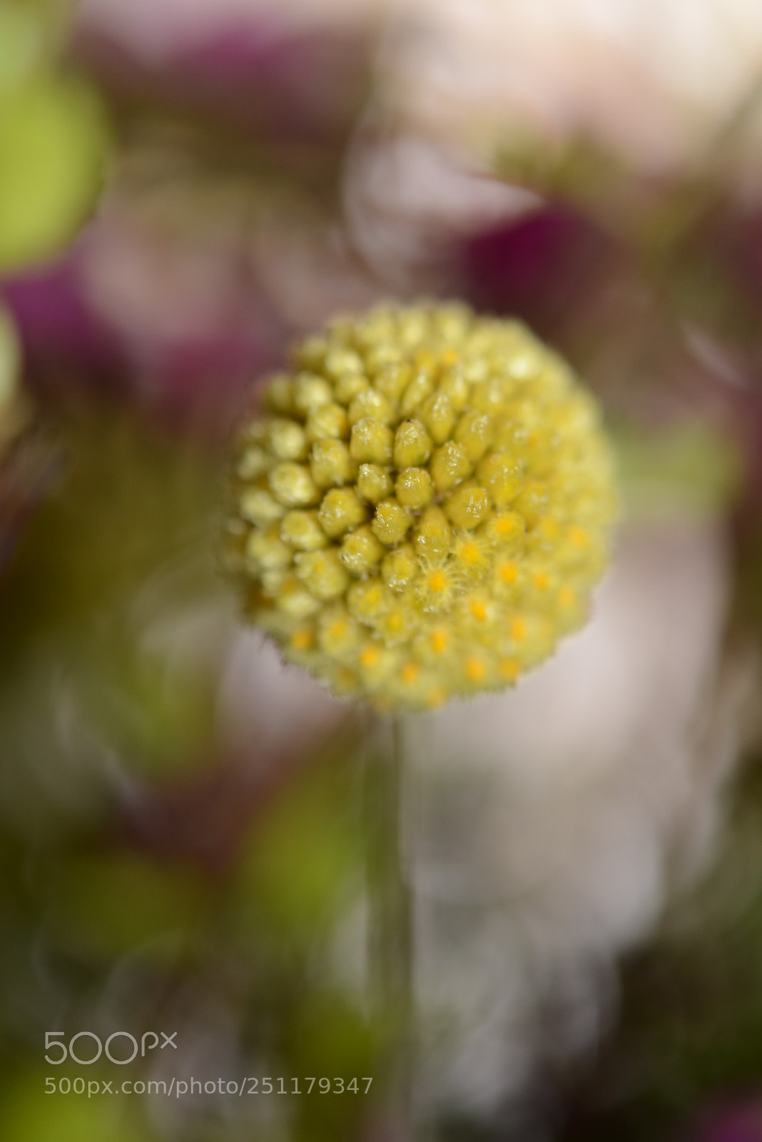 Nikon D600 sample photo. Yellow photography