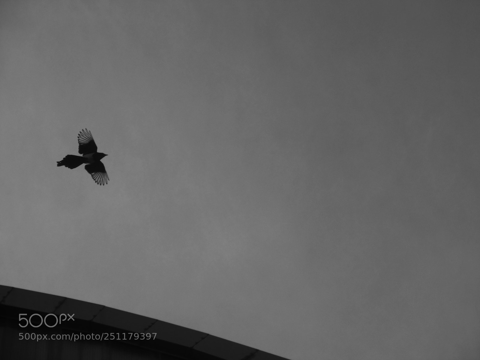 Canon PowerShot SX130 IS sample photo. The fly in balck photography