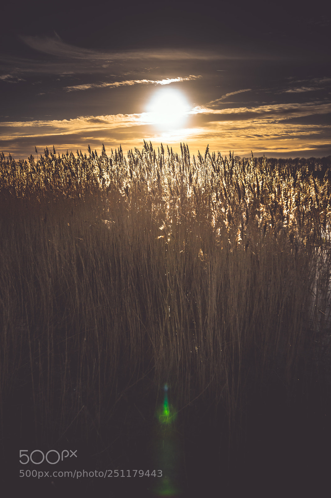 Sony Alpha DSLR-A900 sample photo. Flowering reed grass plume photography