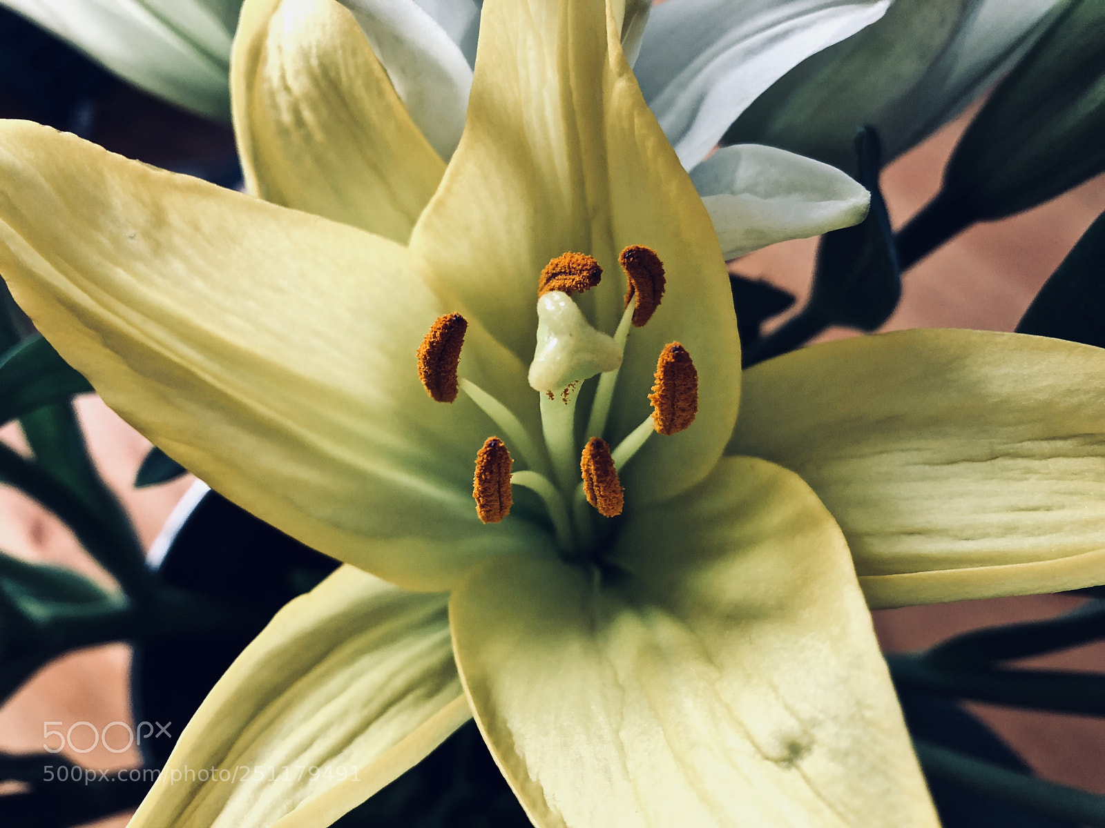 Apple iPhone 8 sample photo. Untitled photography
