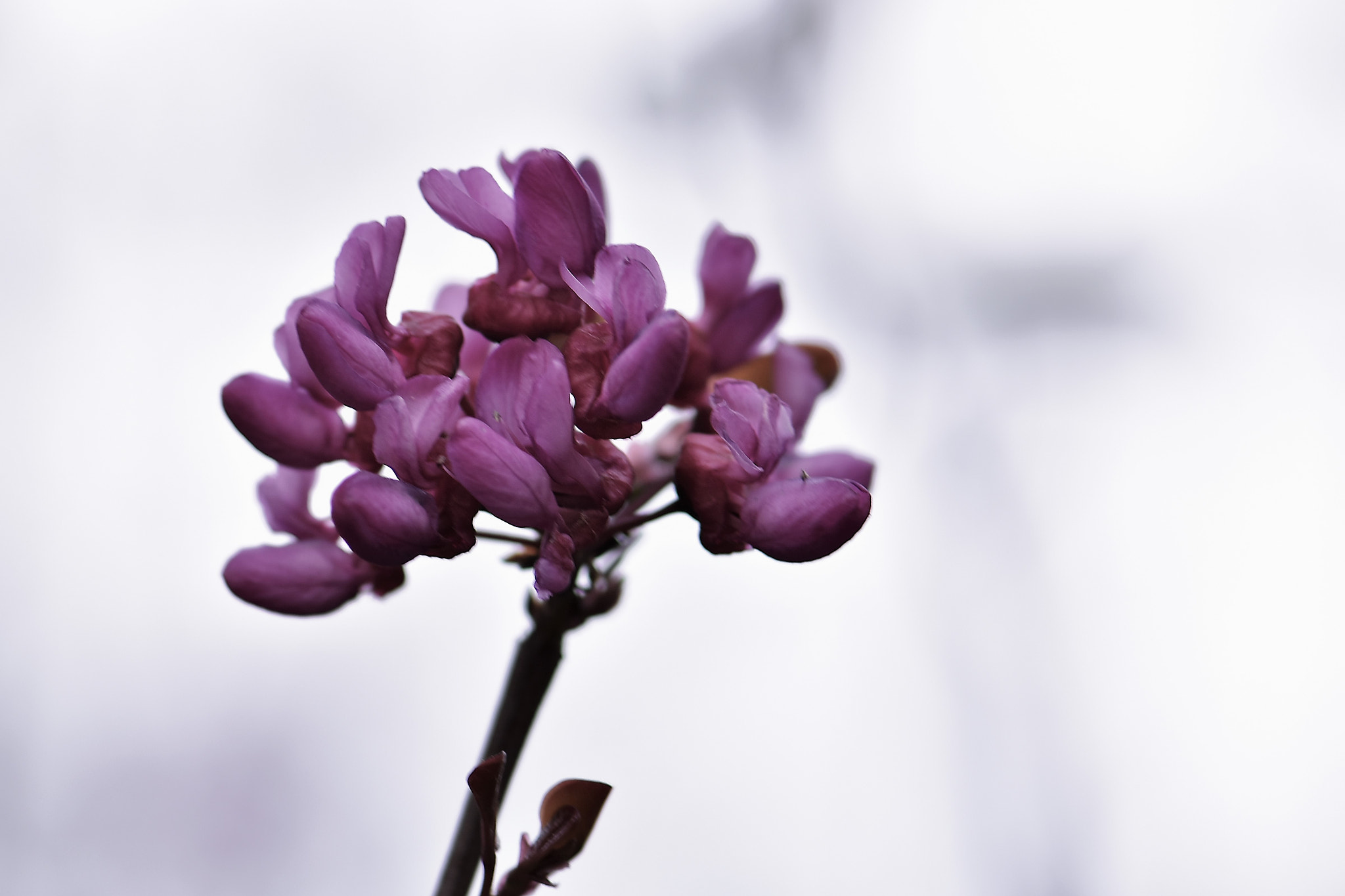 Nikon AF-S Micro-Nikkor 105mm F2.8G IF-ED VR sample photo. Blossom . . . photography