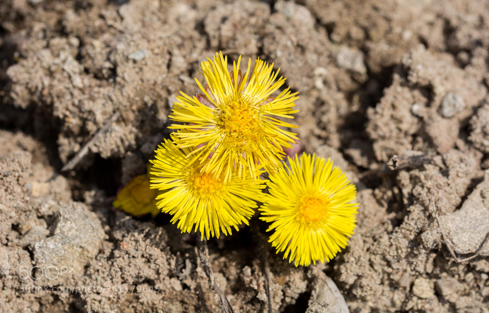 Nikon D5200 sample photo. Springtime! photography