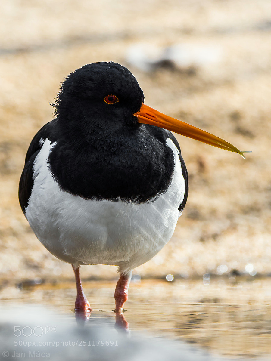 Sony ILCA-77M2 sample photo. Eurasian oystercatcher photography