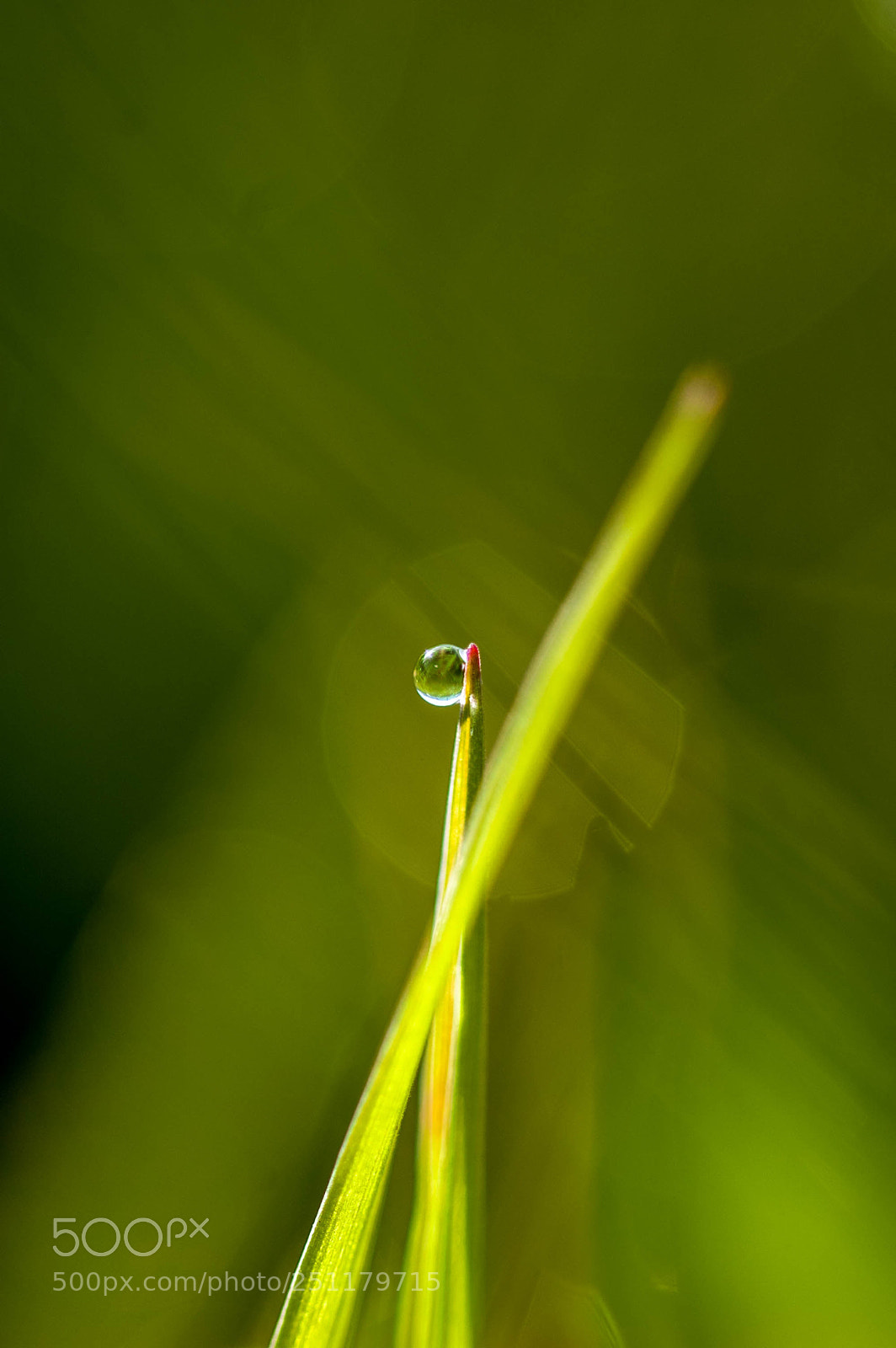 Nikon D50 sample photo. Star photography