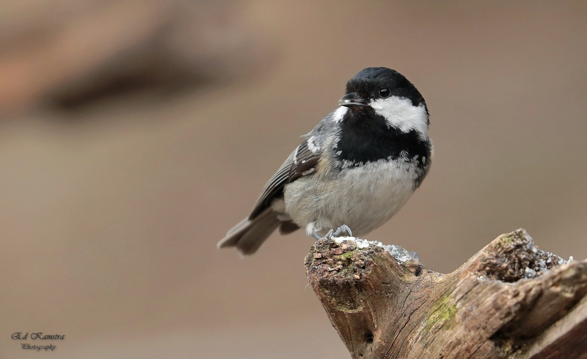 Canon EOS 5D Mark IV sample photo. Black tit photography