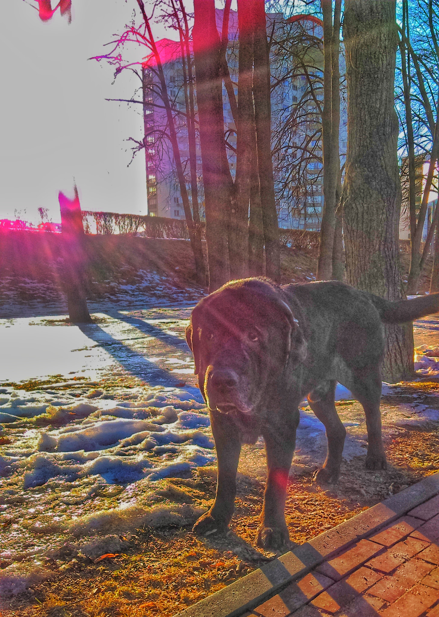 HTC DESIRE 630 DUAL SIM sample photo