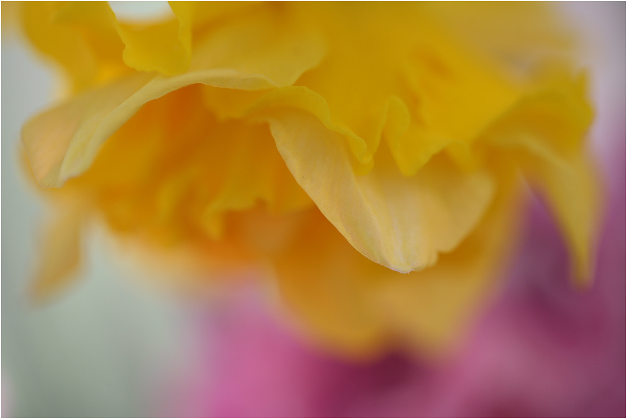 Canon EF 100mm F2.8 Macro USM sample photo. Very close photography
