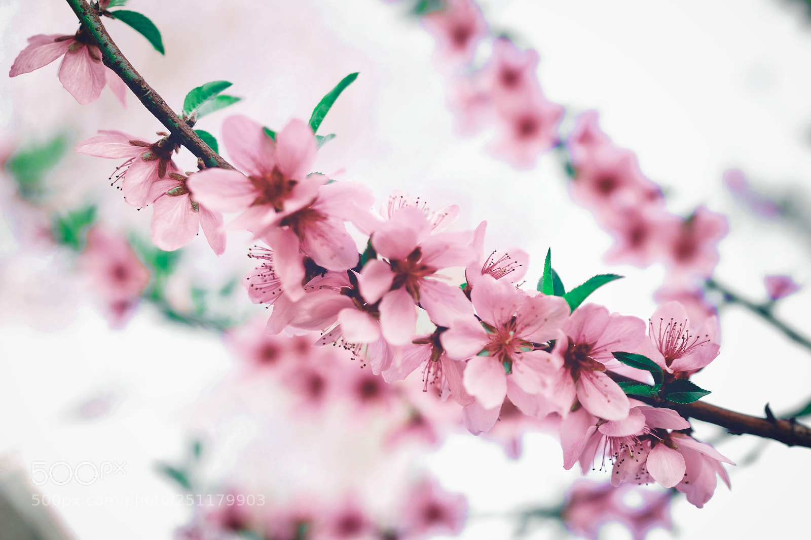 Sony Cyber-shot DSC-RX1R II sample photo. Sakura photography