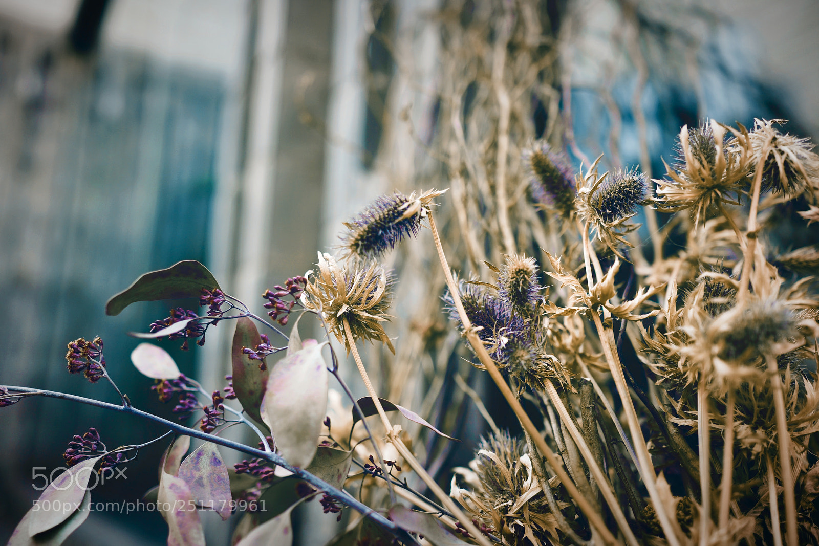Sony Cyber-shot DSC-RX1R II sample photo. 静 photography