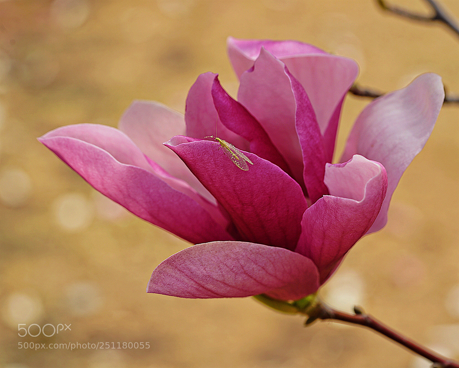 Sony a7R II sample photo. Untitled photography