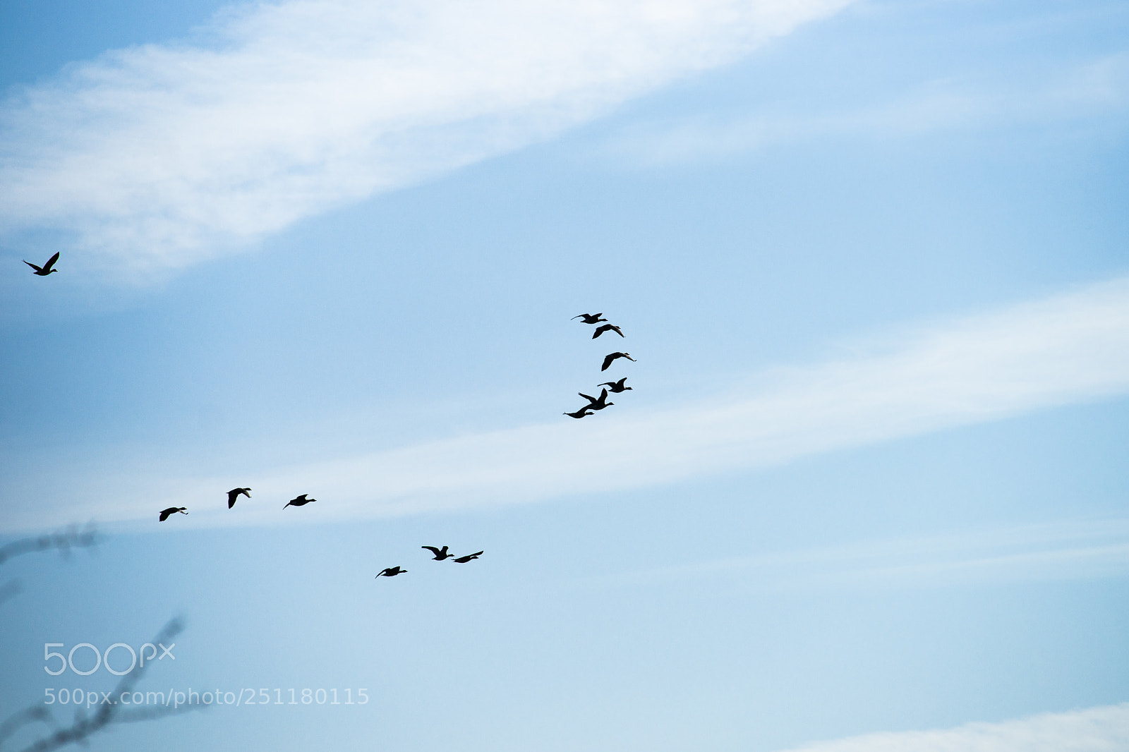 Sony Alpha DSLR-A900 sample photo. Flock of birds flying photography