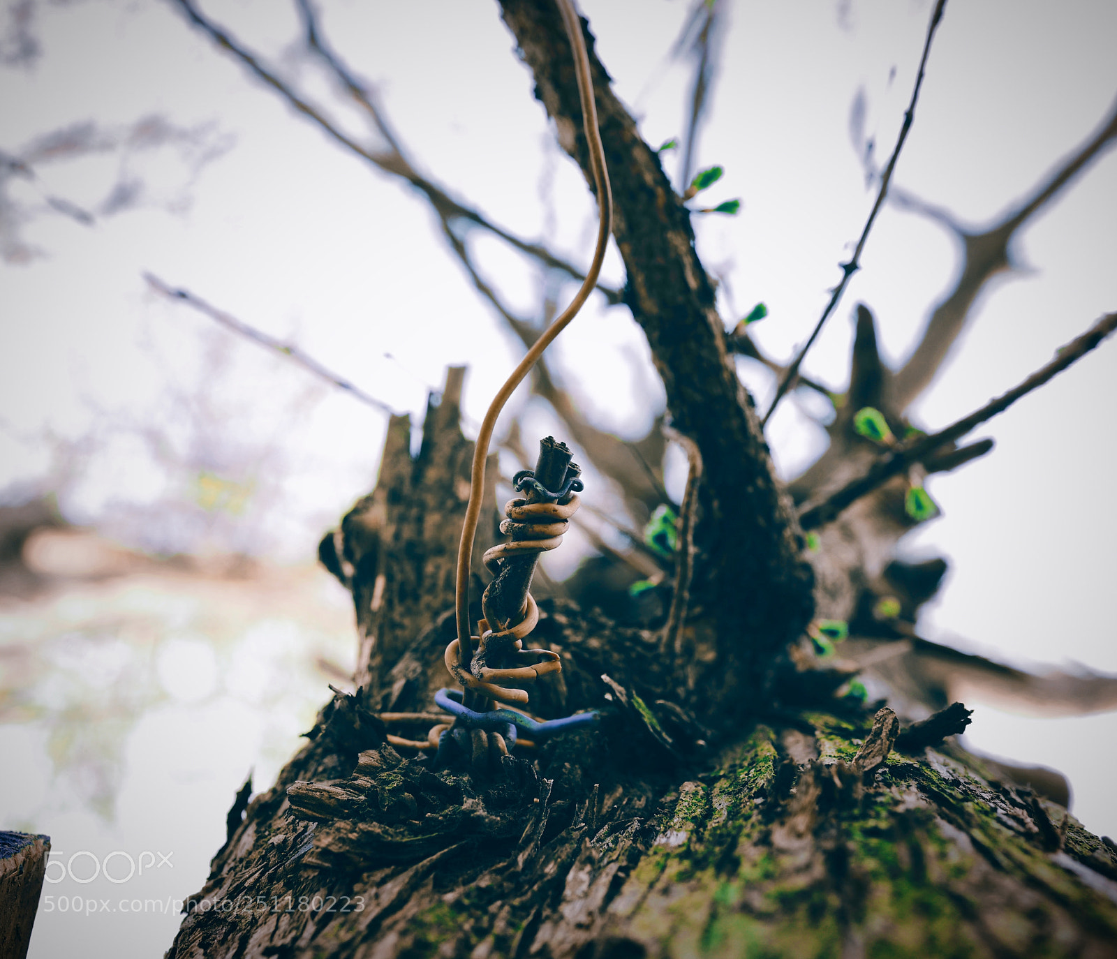 Sony Cyber-shot DSC-RX1R II sample photo. 枝 photography