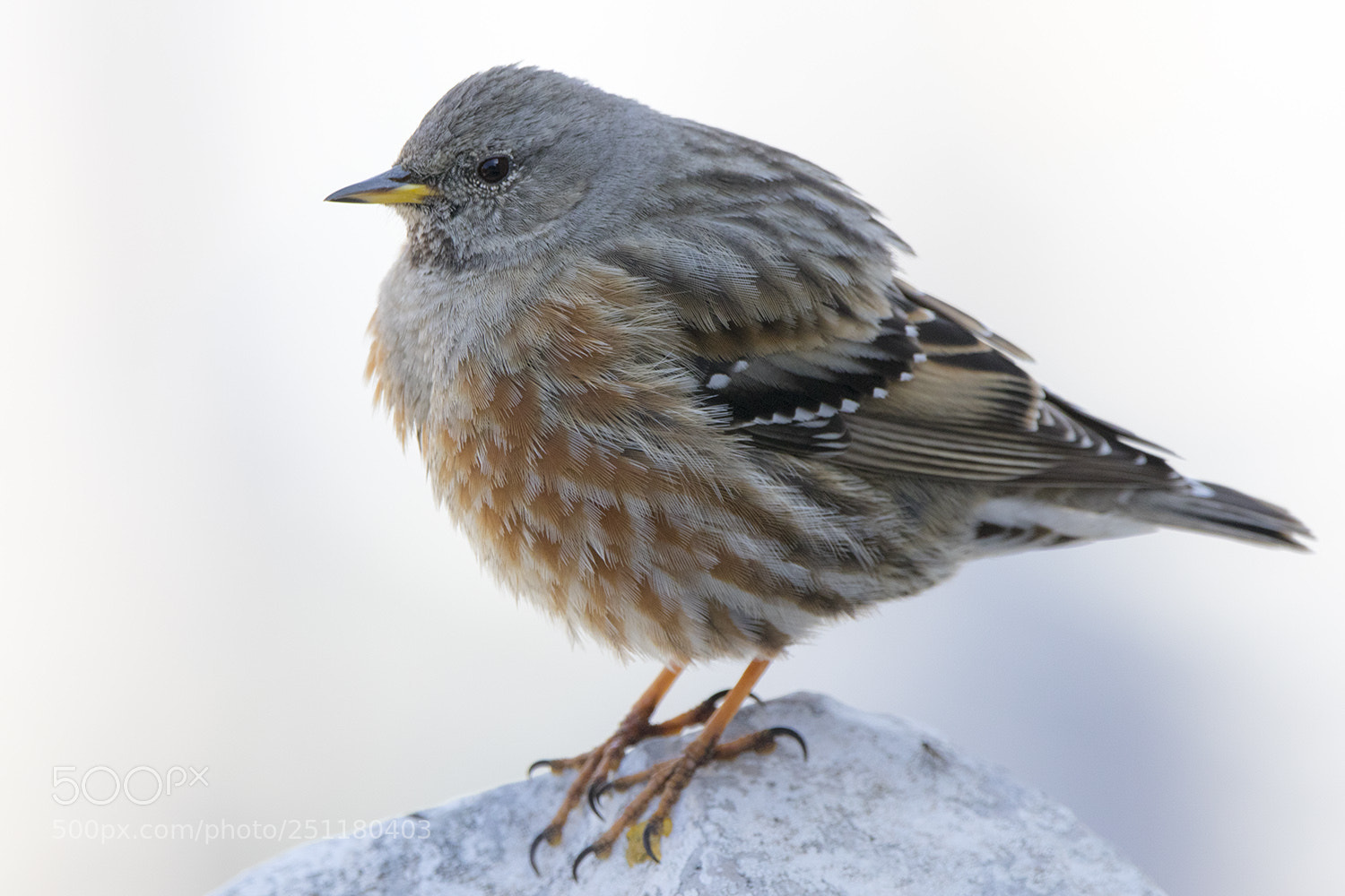 Canon EOS 7D Mark II sample photo. Accenteur alpin photography