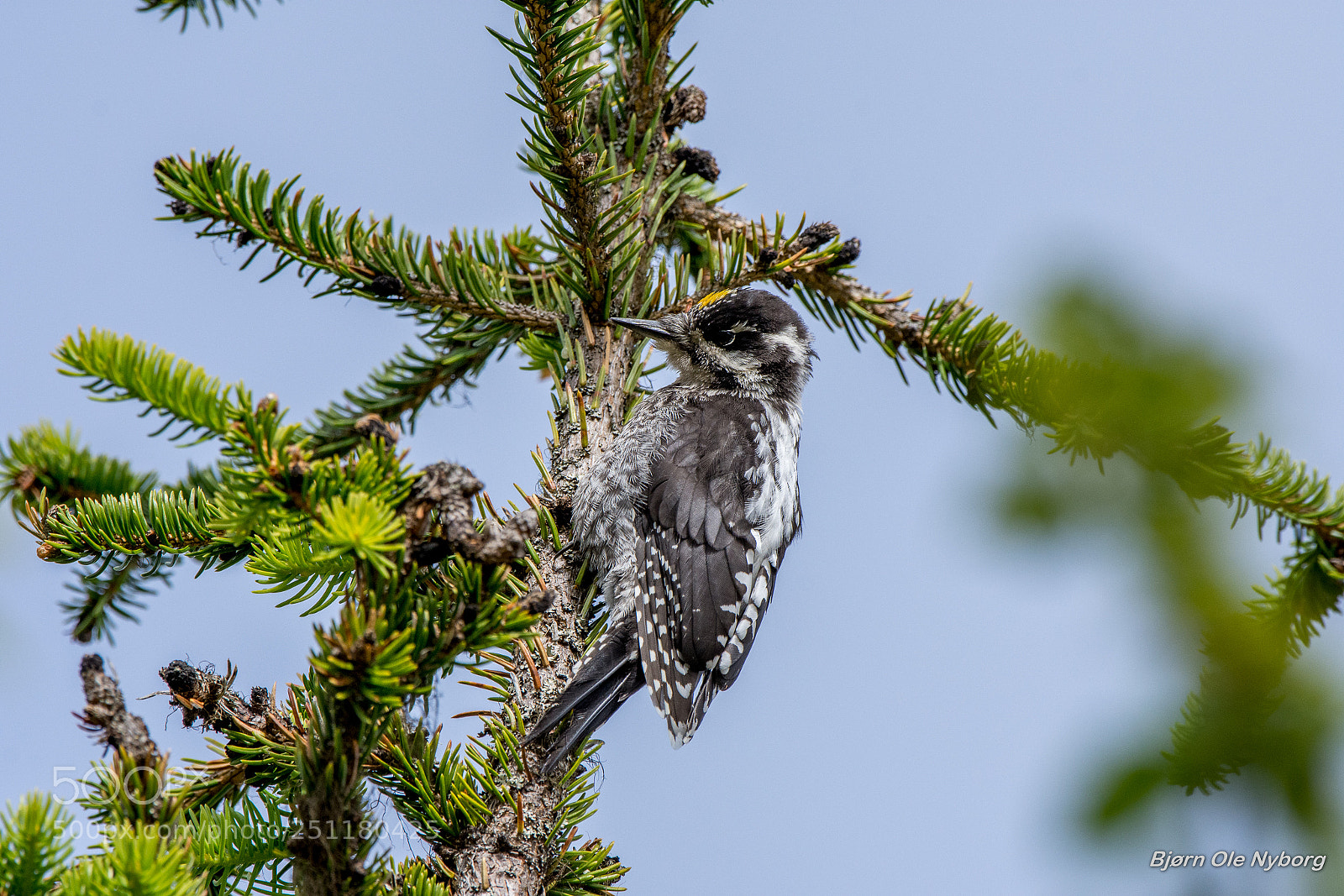Nikon D7200 sample photo. Tree toed woodpecker photography