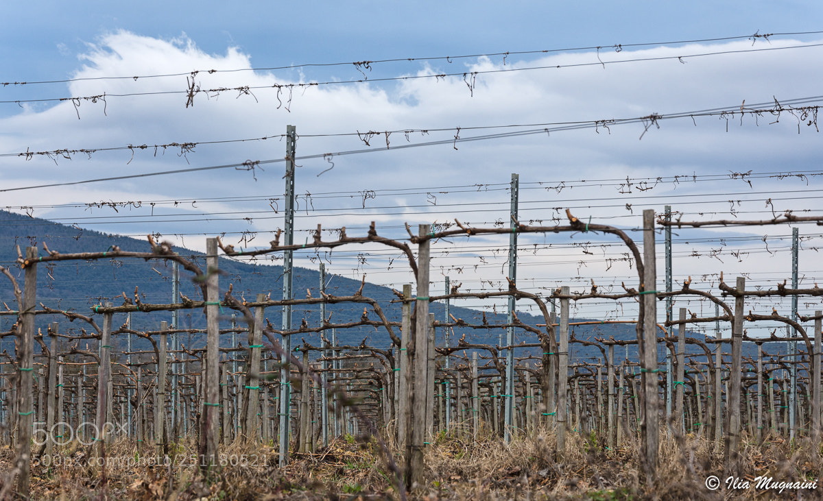 Nikon D7200 sample photo. Filari d'inverno photography