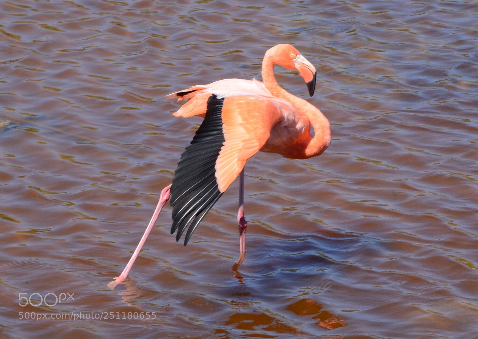 Nikon D7000 sample photo. Open wing  photography