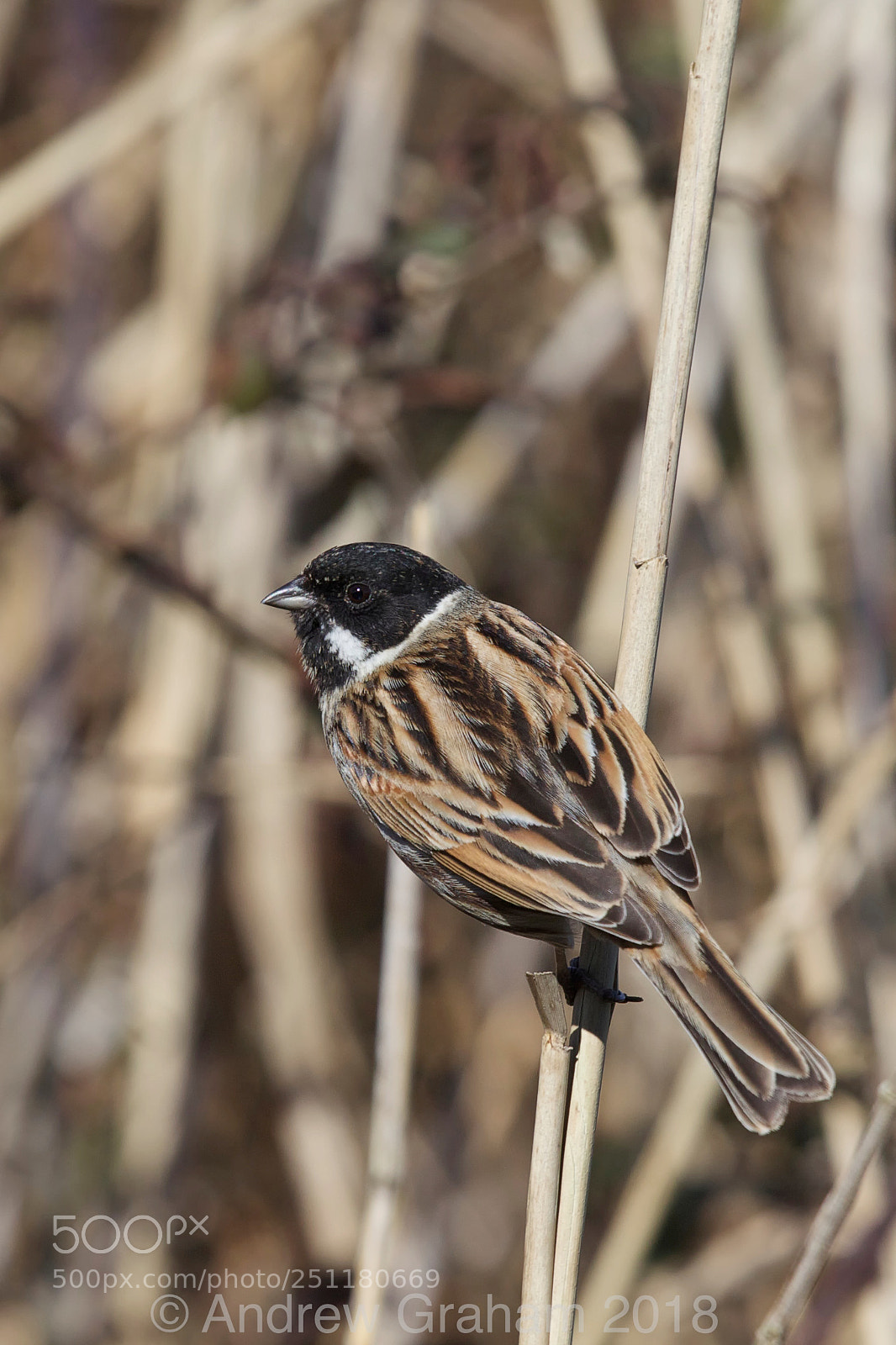 Canon EOS-1D Mark IV sample photo. Reed bunting photography