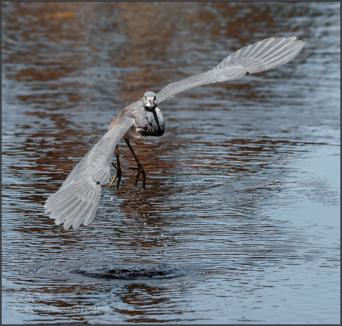 Canon EOS 70D sample photo. Tricolored heron in flight 2 photography