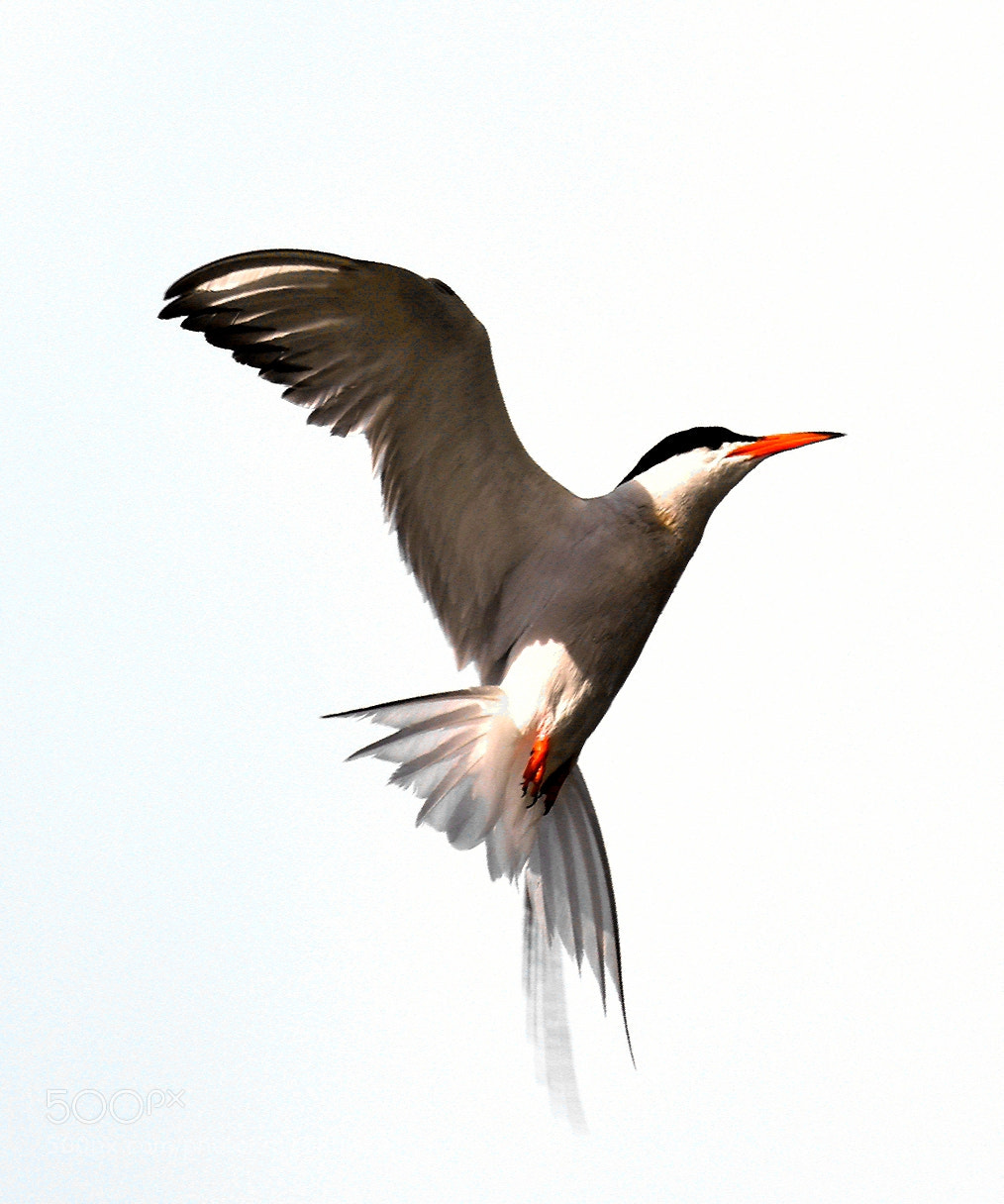 Nikon D500 sample photo. Heavenly photography