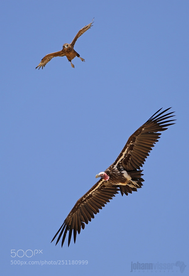 Canon EOS 7D Mark II sample photo. Aggression in the sky photography