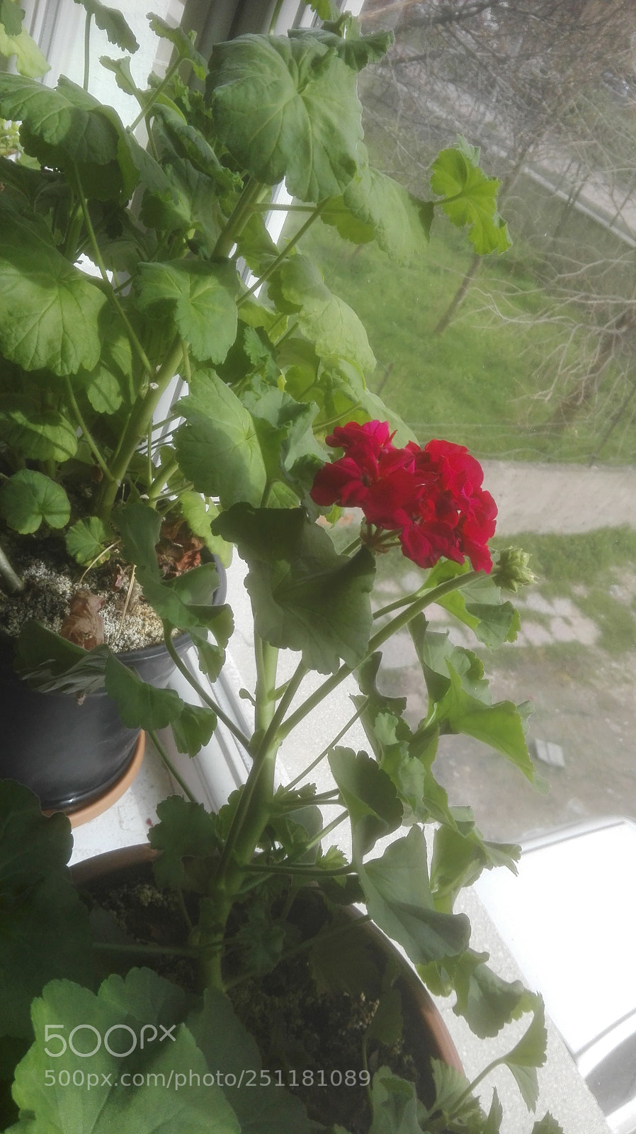 HUAWEI P8 Lite sample photo. Rose inside photography