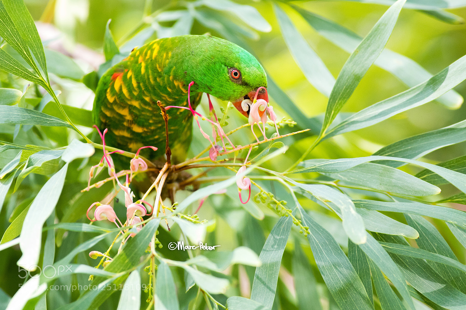 Canon EOS 5D Mark IV sample photo. Scaly sweety photography