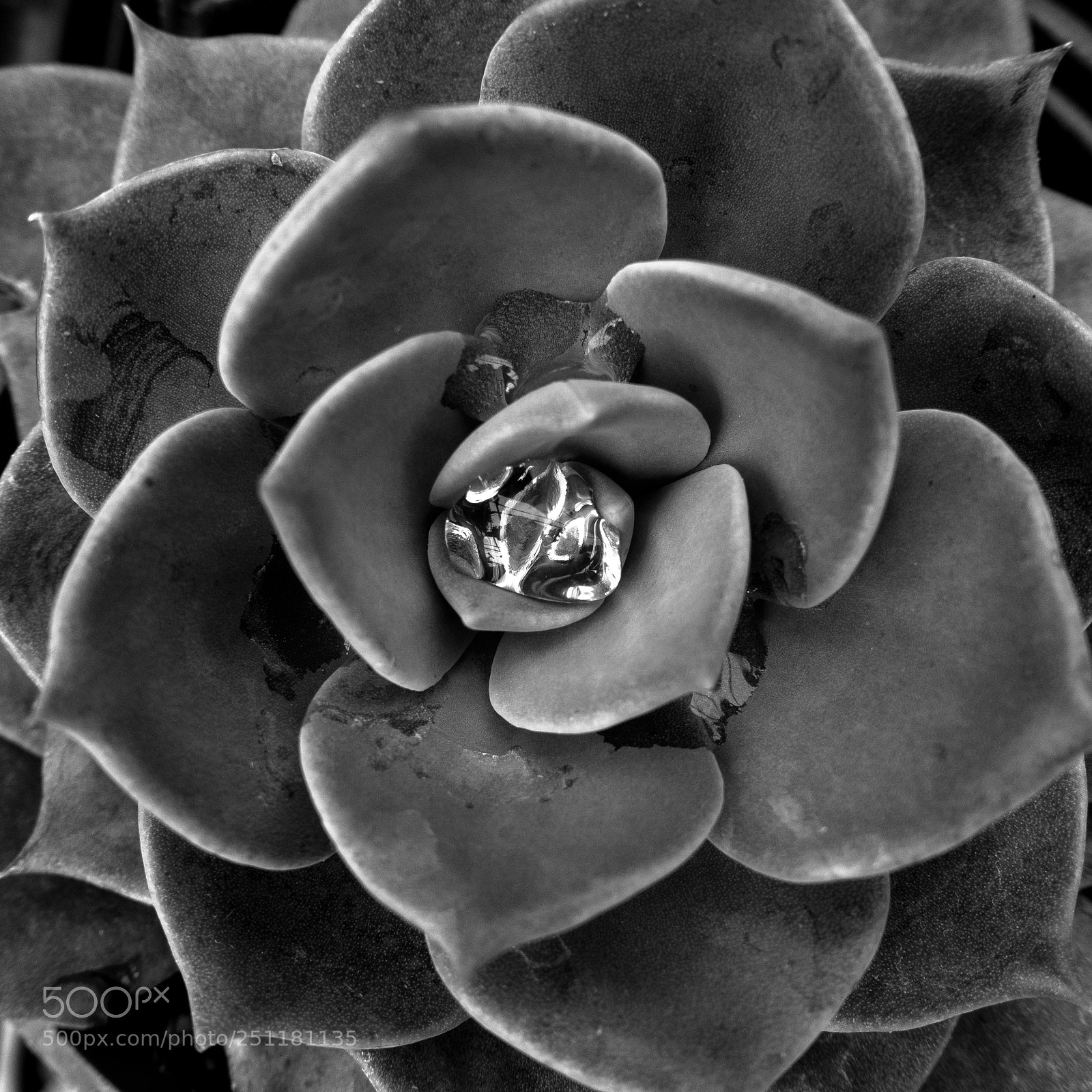 Sony DSC-RX100M5 sample photo. Succulent series 2 #7 photography