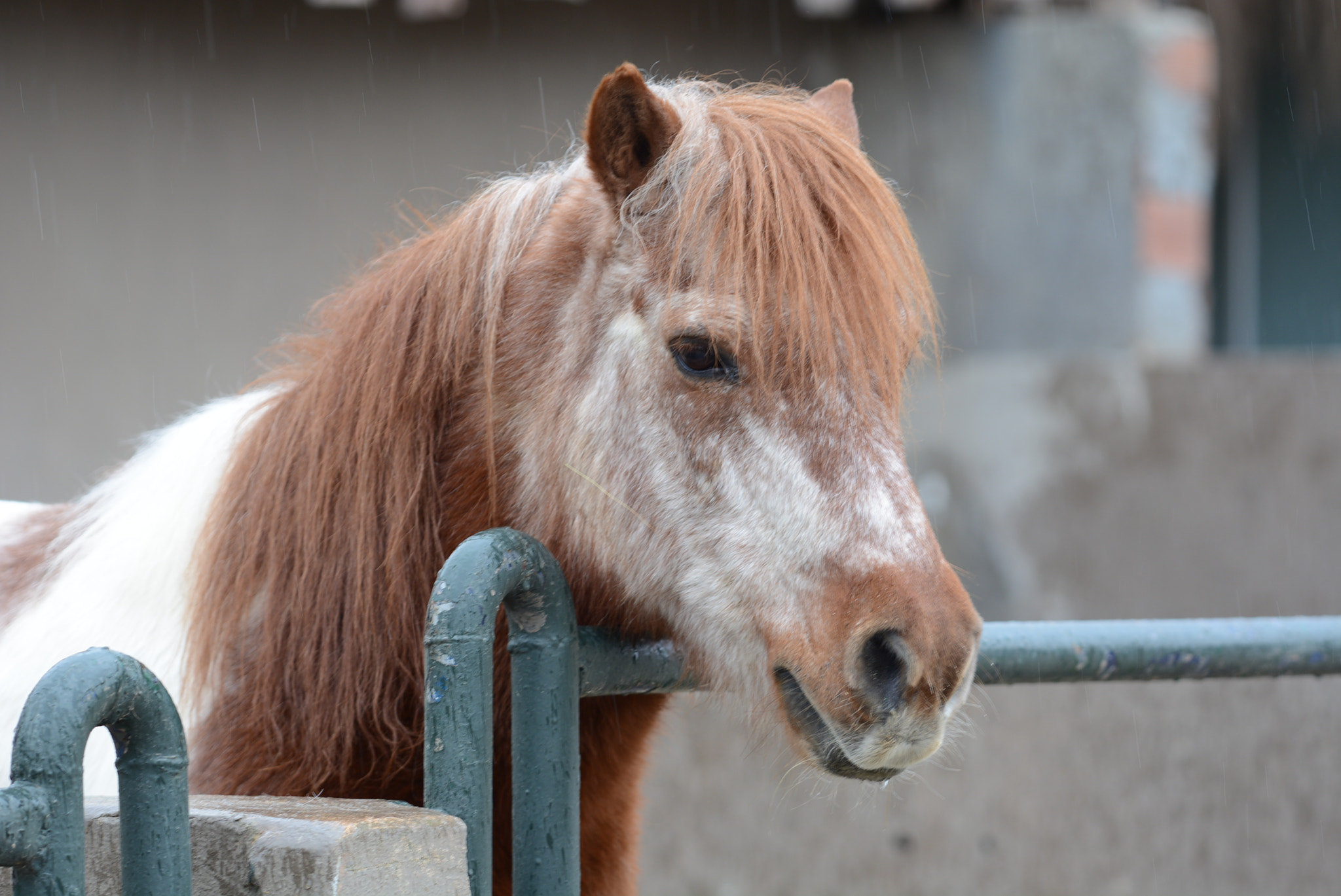 Sigma 150mm F2.8 EX DG Macro HSM sample photo. Horse photography