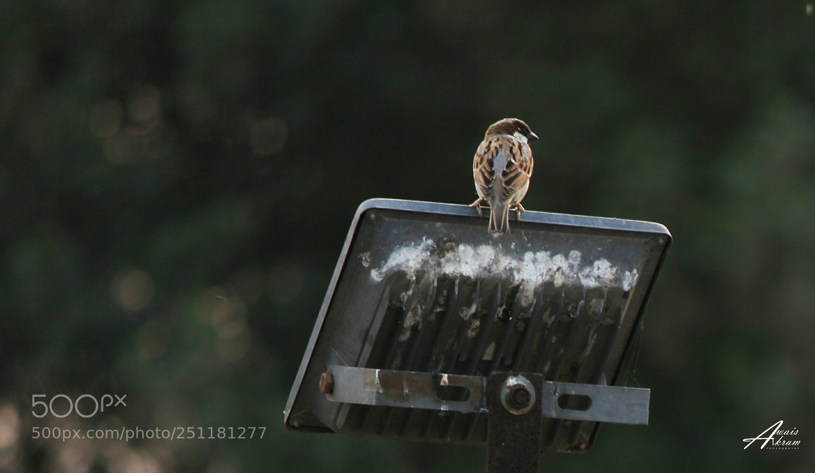 Canon EOS 60D sample photo. Untitled photography