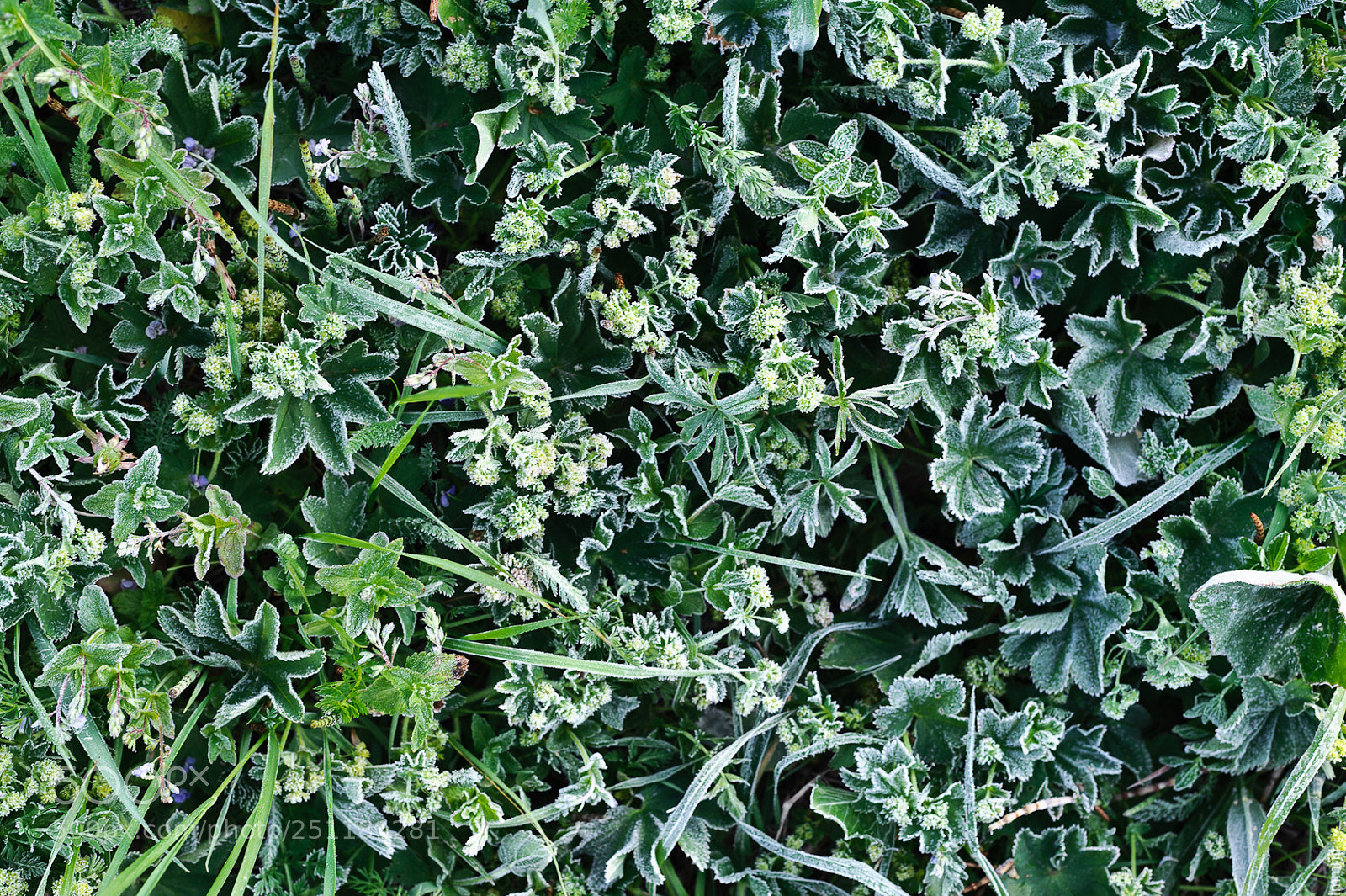Nikon D700 sample photo. Июньский заморозок photography
