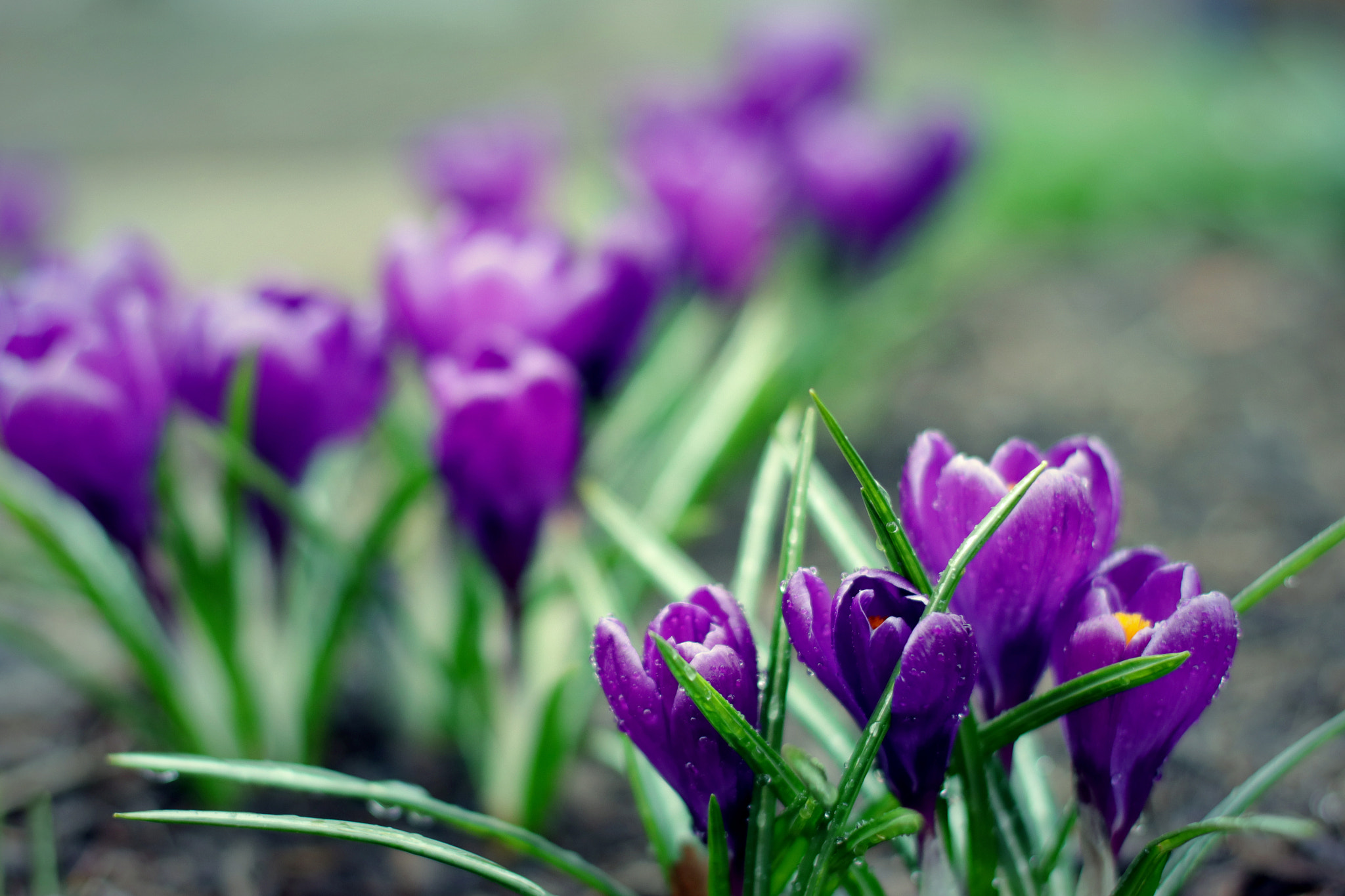 Canon EOS 80D + Canon EF 50mm F1.4 USM sample photo. Purple sidewalk photography