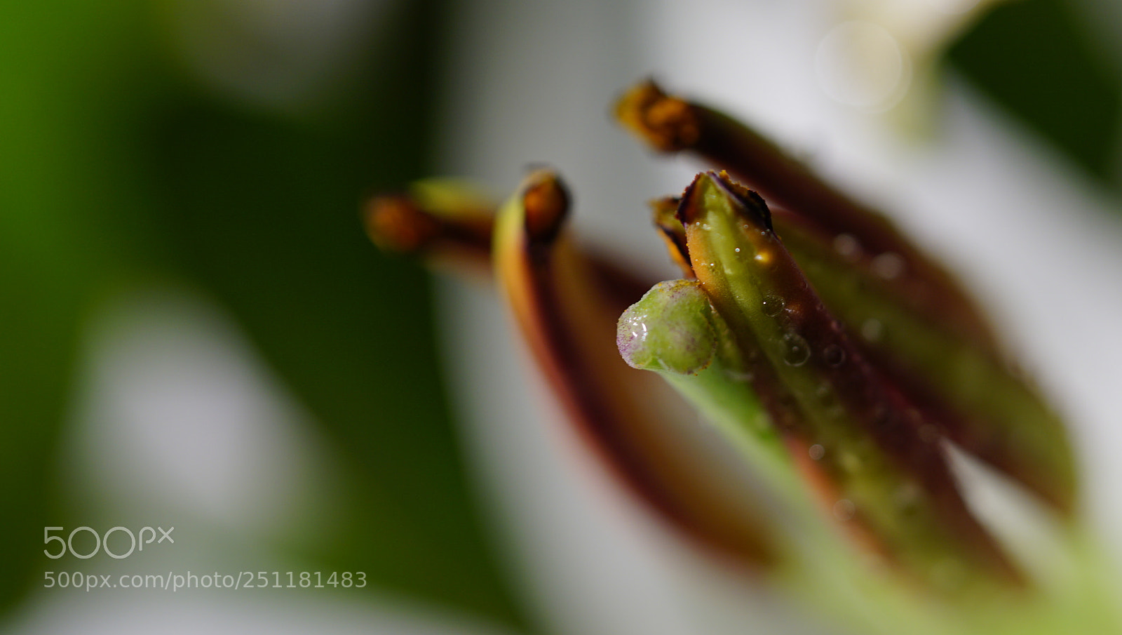 Sony a6000 sample photo. Lilium photography