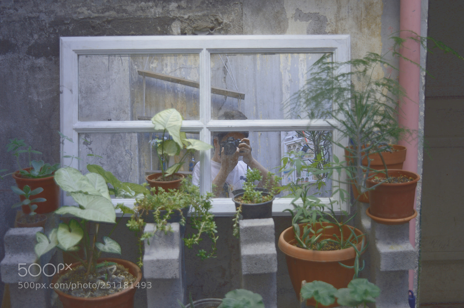 Nikon D3200 sample photo. Courtyard jungle photography