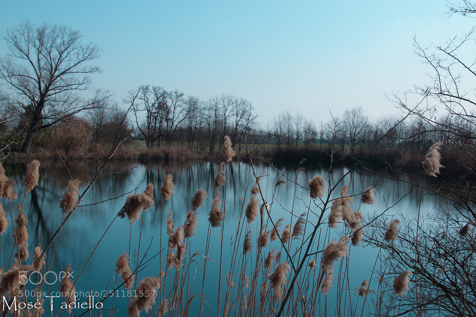 Canon EOS 550D (EOS Rebel T2i / EOS Kiss X4) sample photo. Gorgo dolfin photography
