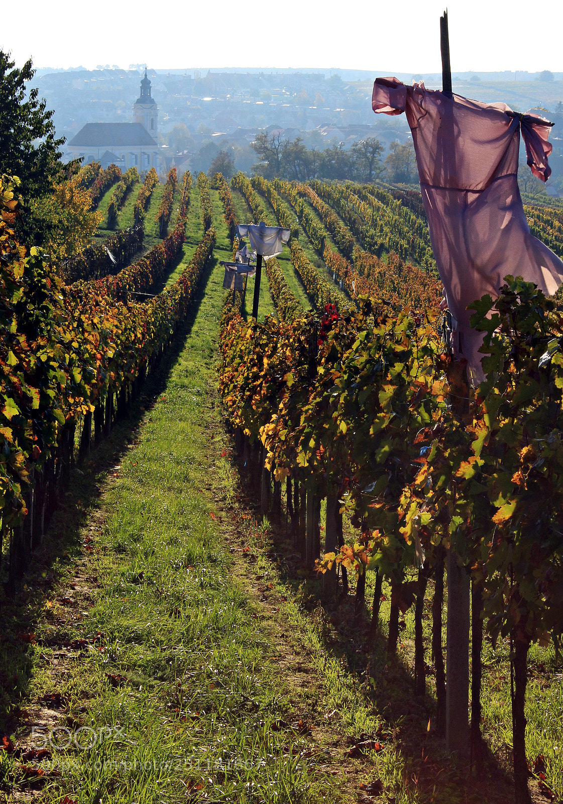 Canon EOS 100D (EOS Rebel SL1 / EOS Kiss X7) sample photo. In vineyards..... photography