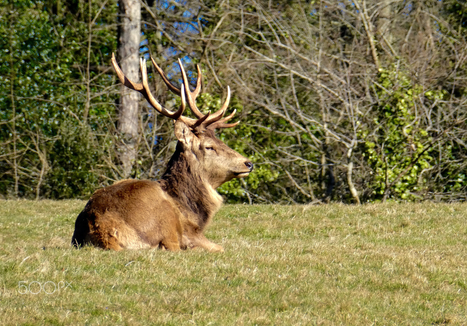 Panasonic Lumix DMC-ZS60 (Lumix DMC-TZ80) sample photo. Red stag (colour) photography