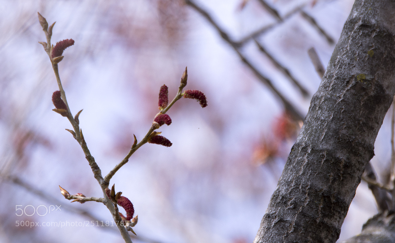 Nikon D7100 sample photo. Patchwork photography