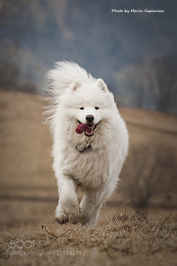 Nikon D300S sample photo. "zoja" photography